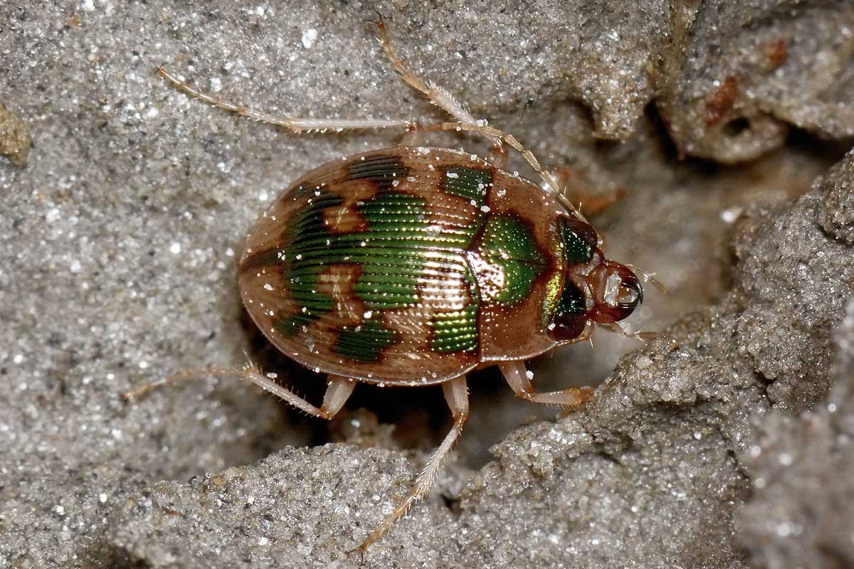 Avigliana, Lungo Dora: Carabidae lungo il fiume.